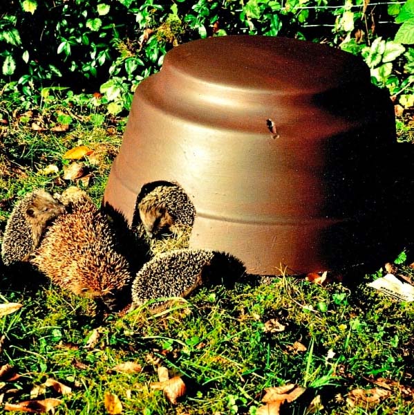 Igel im Garten